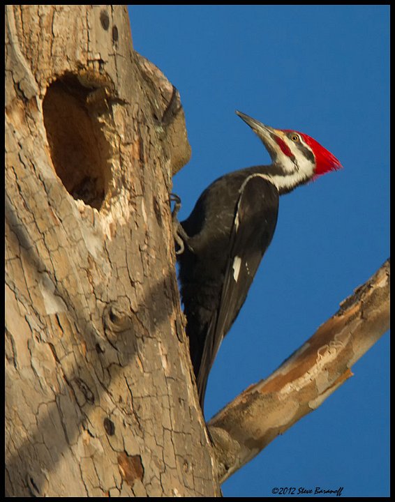 _2SB5752 pileated woodpecker.jpg